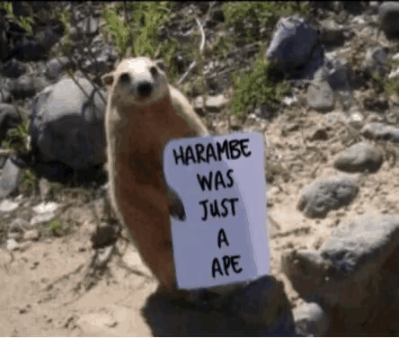 a ground squirrel holds a sign that says harambe was just a ape
