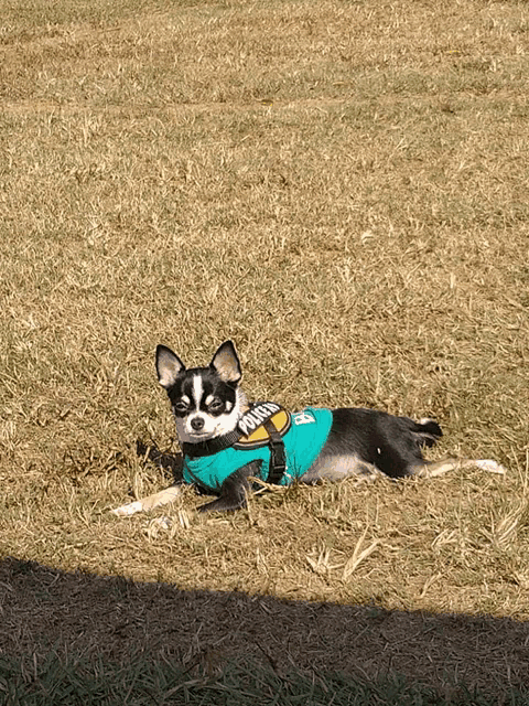 a small black and white dog wearing a green vest that says " miami " on it