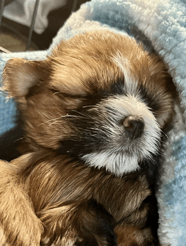 a small brown and white dog is sleeping on a blue blanket