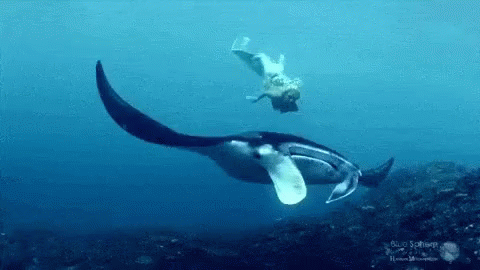Manta Mermaid GIF - Manta Mermaid Manta Ray GIFs