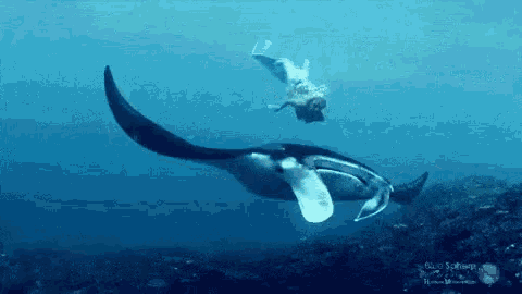 a man is swimming with a manta ray in the ocean .