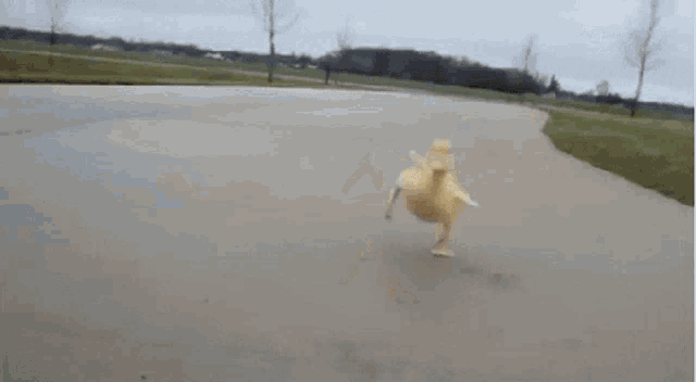 a small yellow duck is flying through the air on a wet road .