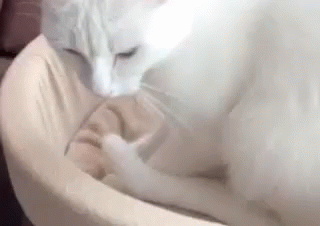 Cat Kneading  GIF - Cat Tired Funny Cat GIFs