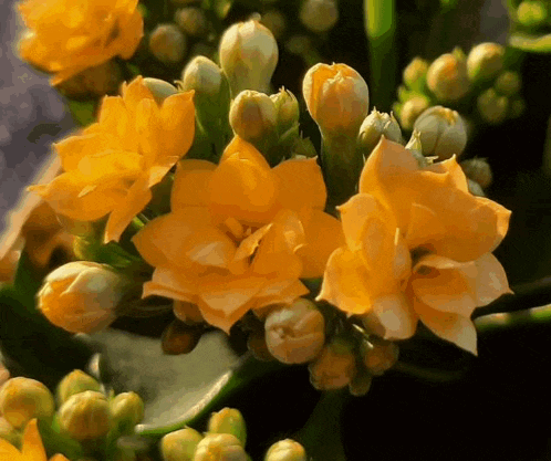 a bunch of yellow flowers with green buds on a plant