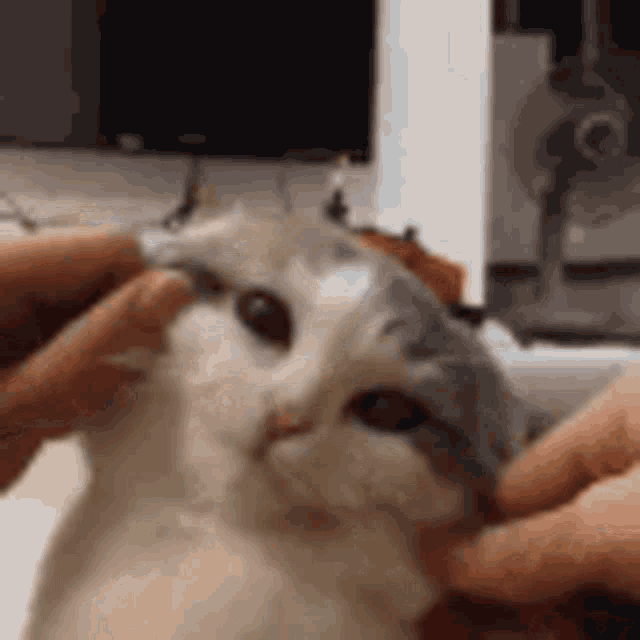 Kitty Cat GIF - Kitty Cat Squish GIFs