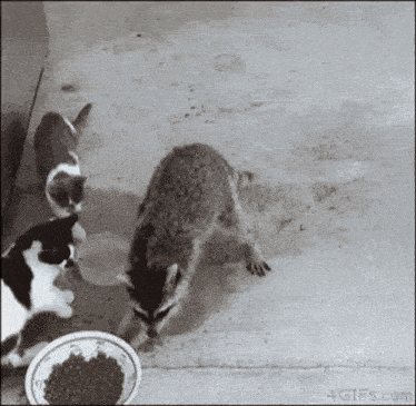 a black and white photo of a raccoon and two cats eating food from a bowl