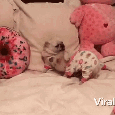 Playing Dog And Pig Pets GIF - Playing Dog And Pig Pets Lovely GIFs