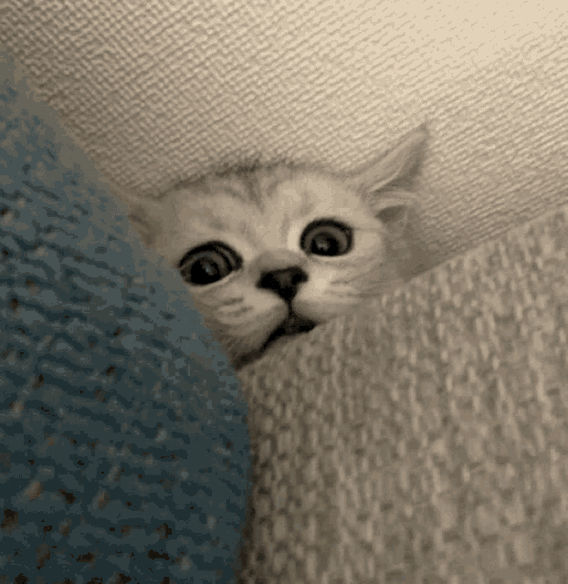 a kitten peeking out from behind a couch