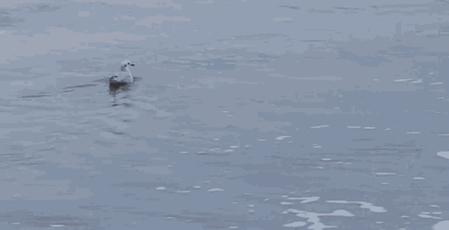 Bird Surfing GIF - Bird Surfing GIFs
