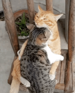 Yeojinburger Cats Hugging GIF - Yeojinburger Cats Hugging Cat Hug GIFs
