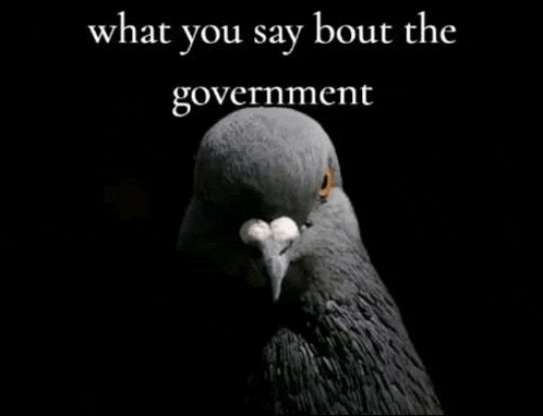 a pigeon is looking at the camera with the words what you say bout the government below it