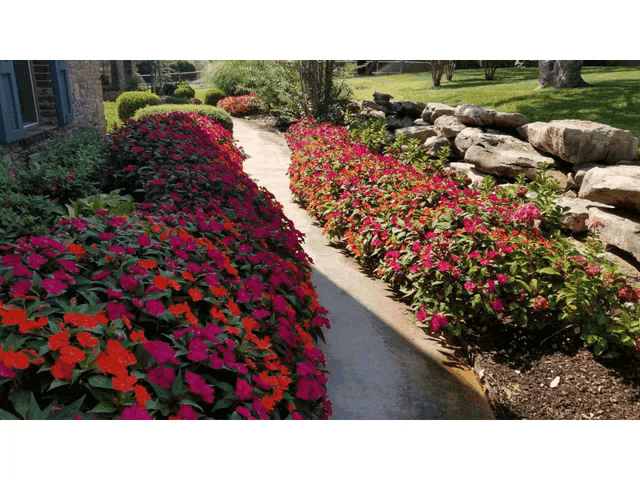 a row of flowers along a sidewalk in a garden