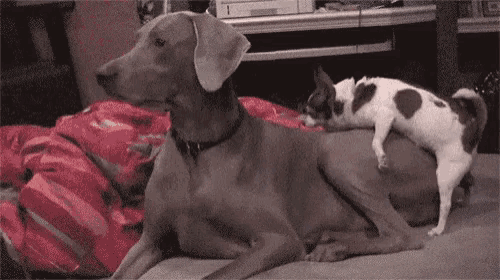 a dog is laying on top of a smaller dog .