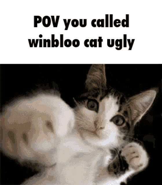 Winbloo Cat Ugly GIF - Winbloo Cat Ugly Pov GIFs