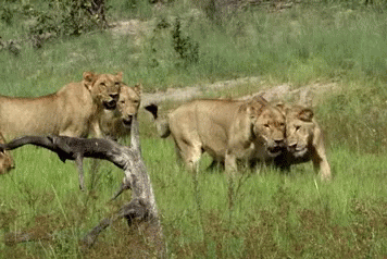 Pride Of Lions GIF - Lion Pride Wild Animals GIFs