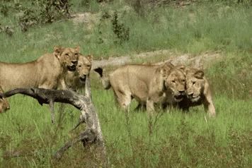 a group of lions are walking through the grass