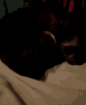 a cat is laying on a bed with a white blanket