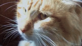 Cat Disgusted GIF - Cat Disgusted Look Away GIFs
