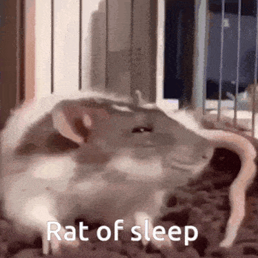 a rat is laying down on the ground in a cage with the words `` rat of sleep '' written above it .