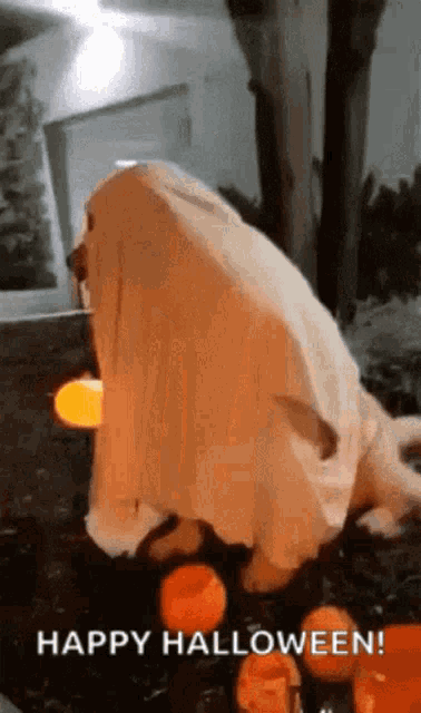a dog dressed in a ghost costume with the words happy halloween below it