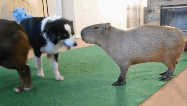 Capybara Dog GIF - Capybara Dog Lick GIFs