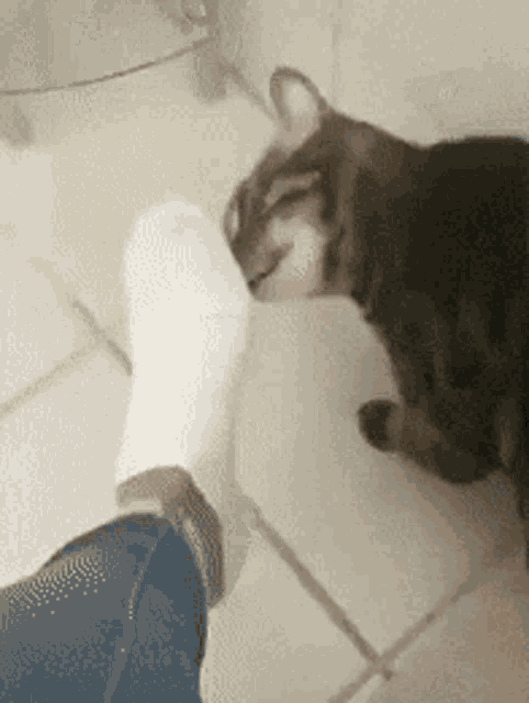 Cat Funny Cats GIF - Cat Funny Cats Anonymous GIFs