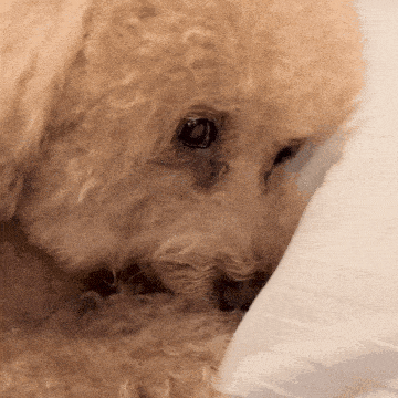 a close up of a dog laying on a pillow