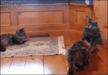 Scared Cat GIF - Scared Cat Funny GIFs