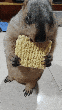 a squirrel is holding a piece of ramen in its paws