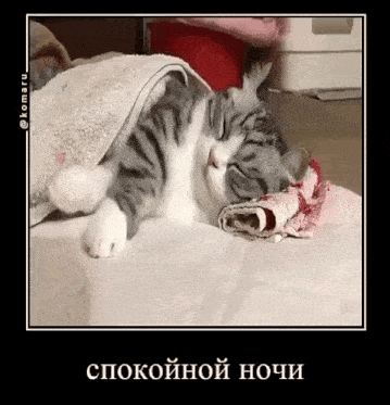a cat is sleeping on a bed with a towel around it .