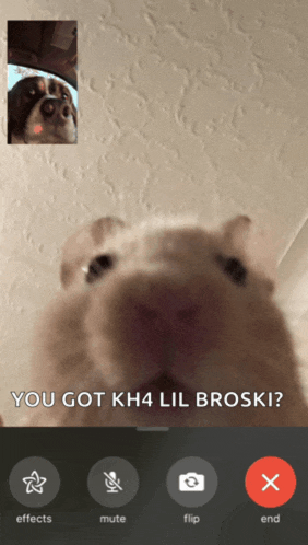 a phone screen shows a dog and a hamster on a video call with the words you got kh4 lil broski