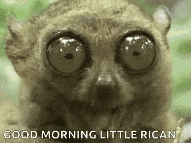 a close up of a lemur 's face with big eyes and the words `` good morning little rican '' .