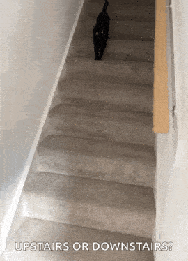 a black cat is walking up a set of stairs