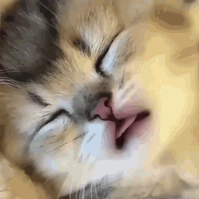 Cat Cats GIF - Cat Cats Kitten GIFs