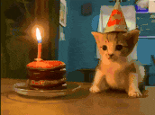 a kitten wearing a party hat sitting in front of a birthday cake