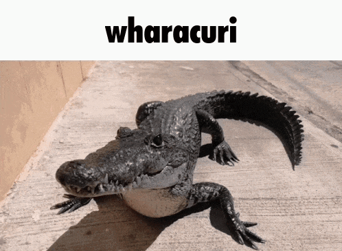 a picture of a crocodile with the word wharacuri on the bottom
