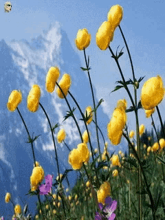 a bunch of yellow flowers with a mountain in the background