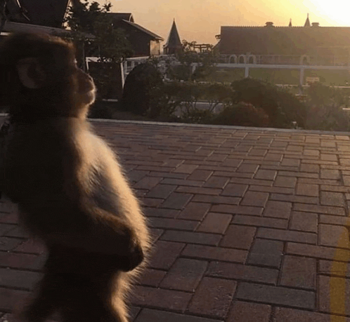a monkey stands on its hind legs on a brick sidewalk