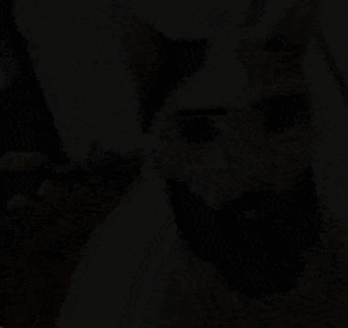 Cat Cat Face GIF - Cat Cat Face Giga Chad GIFs