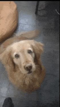 a close up of a dog looking up at the camera