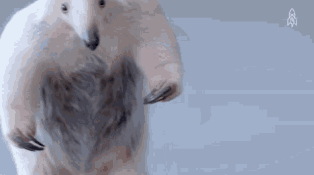 a polar bear is standing on its hind legs on a white background .