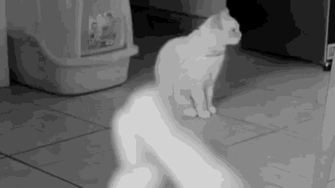 a black and white photo of a white cat sitting on the floor .