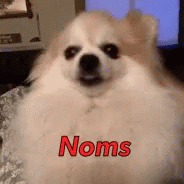 Dog Noms GIF - Dog Noms GIFs