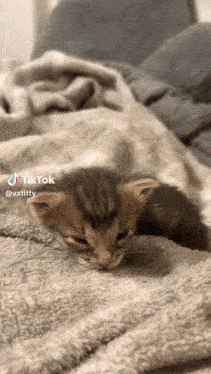 a small kitten laying on a blanket with tiktok written on the bottom right