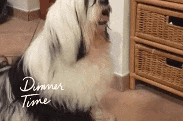 a black and white dog is playing with another dog with the words dinner time written on the bottom