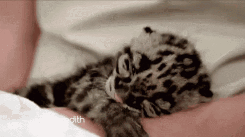 a close up of a baby leopard sleeping in a person 's arms .
