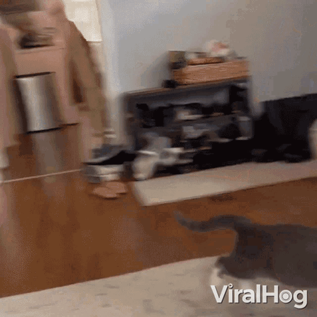 Cat Jumps Viralhog GIF - Cat Jumps Viralhog Cat Runs GIFs