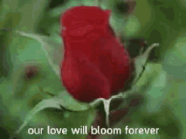a red rose with the words our love will bloom forever written below it