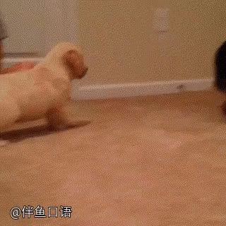 Do A Barrel Roll Dog GIF - Do A Barrel Roll Dog Cat GIFs