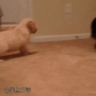 a black cat is standing next to a dog on a carpet .